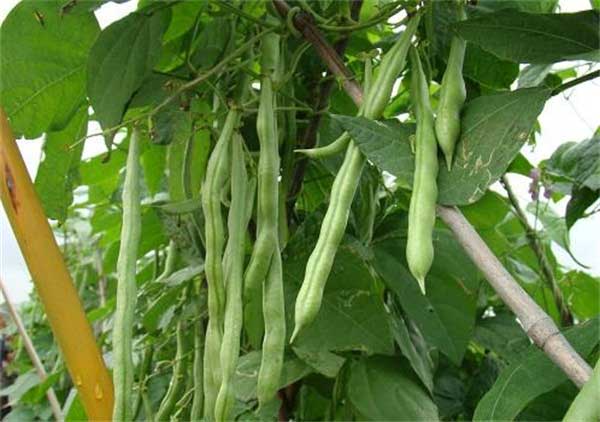 华南四季豆种植及管理