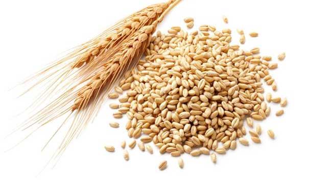 小麦种子简单防蛀方法