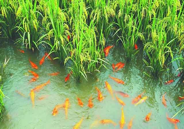 在养鱼的稻田中如何使用农药