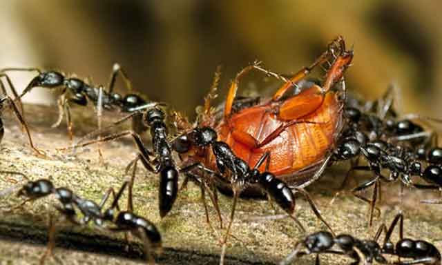 如何采集蚂蚁和加工处理蚂蚁