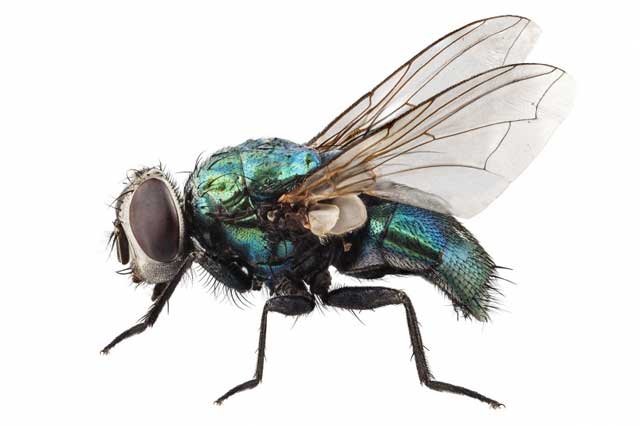 蝇蛆收集及蝇种的繁殖方法