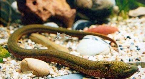 黄鳝自然繁殖特点及怎样促进自然繁殖