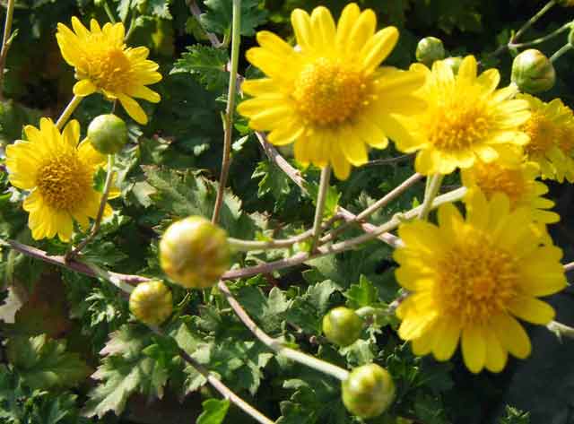 野菊花种植栽培采收和利用