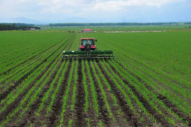 农作物施用碳酸氢铵需要注意哪些问题