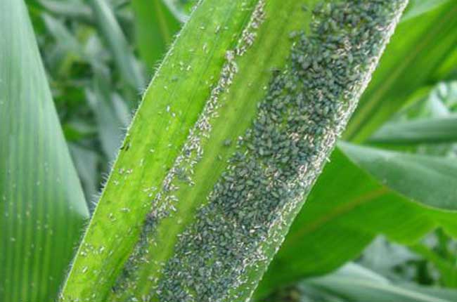 玉米蚜虫的防治方法及玉米蚜虫特效药