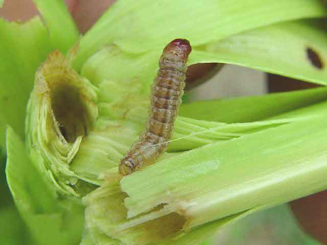 玉米螟防治方法及注意事项