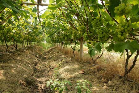 葡萄种植及夏季土、肥、水管理技术