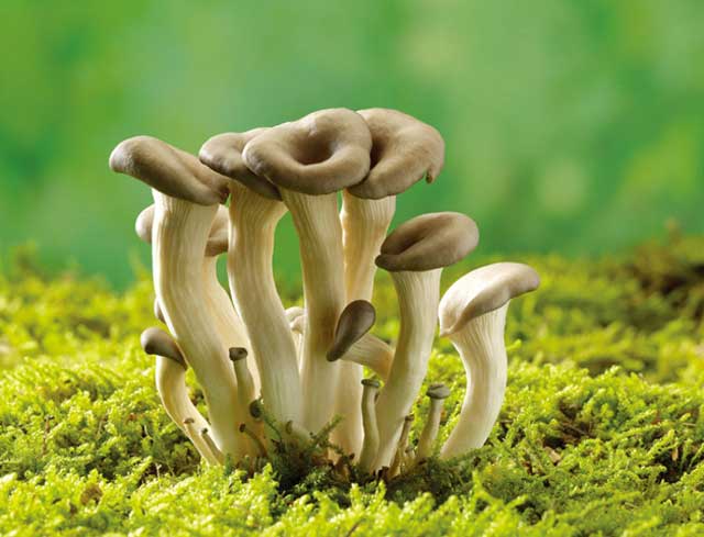 气生型蘑菇种植栽培管理技术