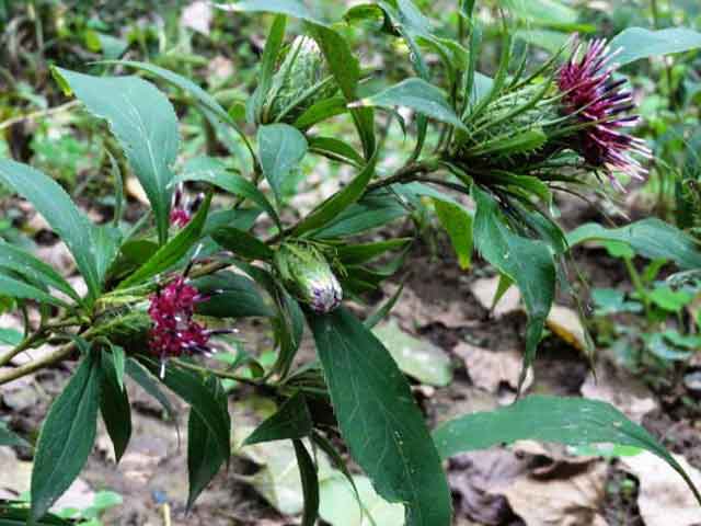 白术种植技术及采收加工