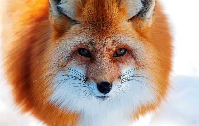狐狸繁殖期及繁殖特性