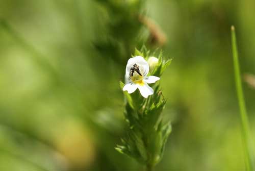 小米草种植及利用小米草养鱼技术