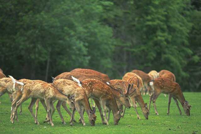 梅花鹿的组群及养殖操作规程