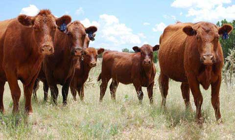 春季肉牛养殖管理及防病措施