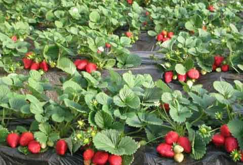 草莓生长特点、种植、采收及病虫害防治