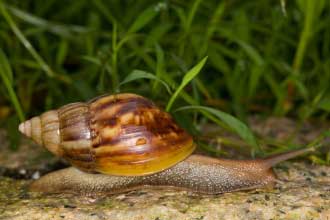 蜗牛生活习性及人工饲养管理