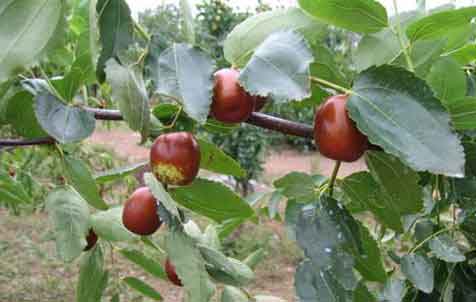 提高枣树产量的主要技术措施