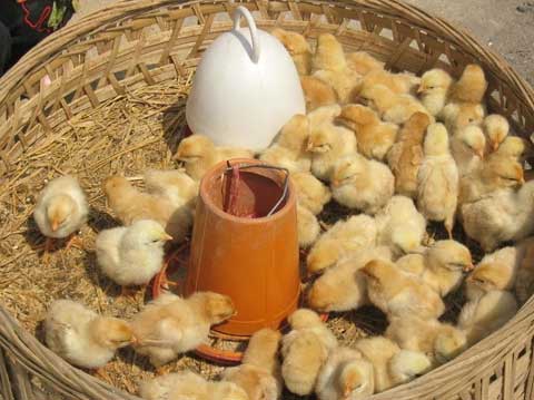 养殖经验——孵化家禽和种蛋消毒