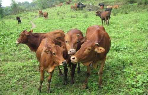 预防牛传染性鼻气管炎有哪些措施及诊断方法