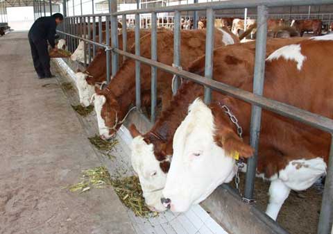 养牛技术及肉牛养殖需要掌握的几个问题