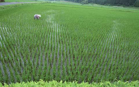 生物农药防治水稻病虫害，生产绿色优质稻米