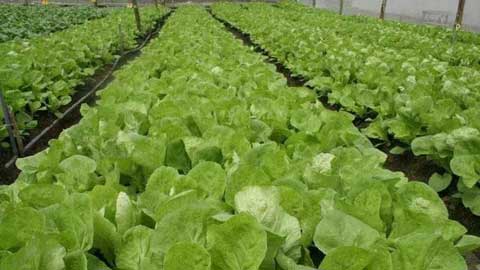 叶菜类蔬菜种植技术要点及苗期中后期管理措施