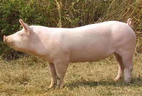 养猪：猪的优良品种有哪些，各有什么特点？