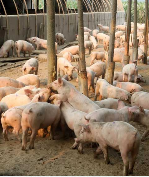 养猪场的疾病主要来源有哪些，“猪场三毒”您了解吗？