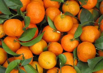 沙糖橘种植管理及病虫害防治