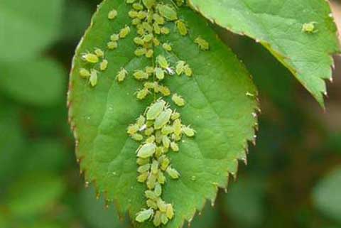 病虫害防治：蚜虫能危害哪些蔬菜，蚜虫怎么治？