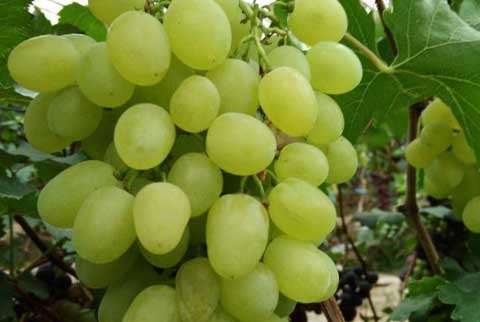 葡萄种植管理病虫害防治及用药推荐