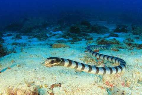 特种养殖：海蛇特性及海蛇的饲养前景