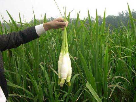 茭白种植管理、病虫害防治及采收