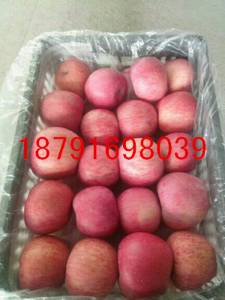 【供】红富士苹果：陕西大荔县纸袋红富士苹果批发