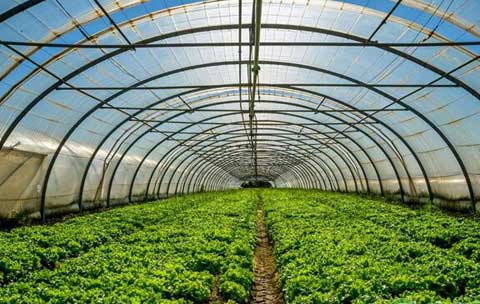 大棚蔬菜种植技术要点及防治病虫害