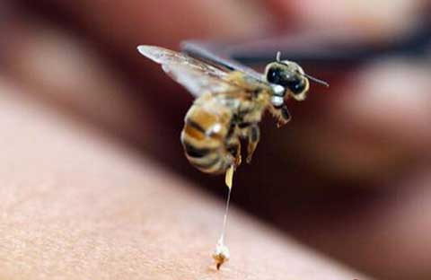 如何取蜂毒，怎样制作取蜂毒工具？