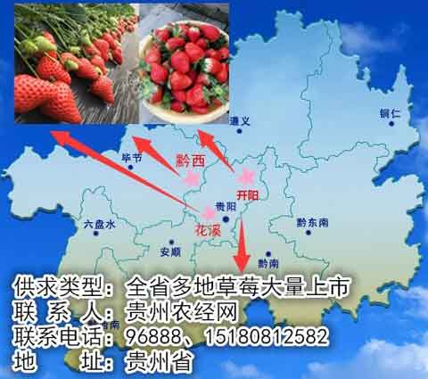 贵州草莓供应信息：春天来啦，我们一起摘草莓喽