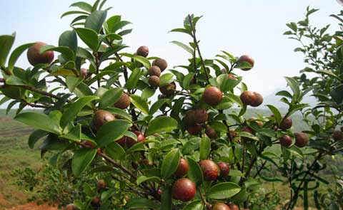 油茶树：油茶种植管理及病虫害防治措施