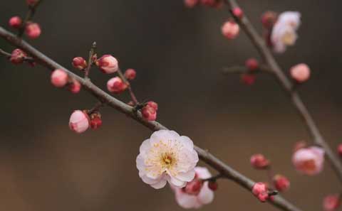 梅花的种植及管理技术