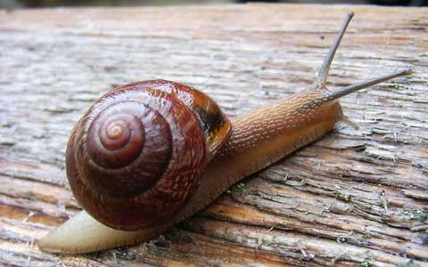 蜗牛养殖：蜗牛的繁殖特点