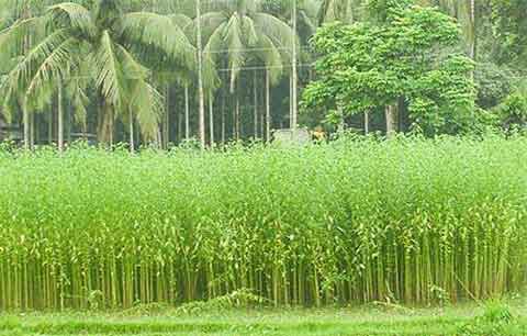 黄麻种植管理、病虫害防治及收获加工