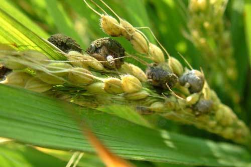 水稻种植与管理：二晚稻曲病的危害及防治措施