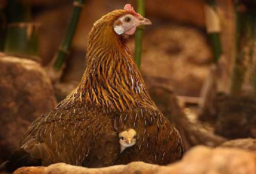 农家养鸡技巧：蛋鸡暖窝建造方法