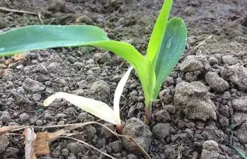 玉米发生花白苗和紫苗的原因及防治方法