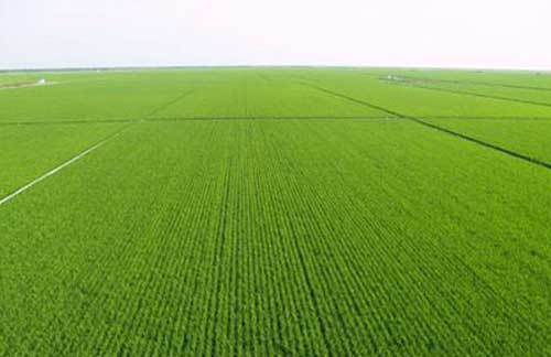 冬小麦种植经验交流：冬小麦春季追肥需要注意哪些问题