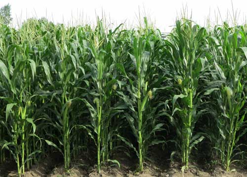 玉米种植增产新技术|玉米种植化学调控方法