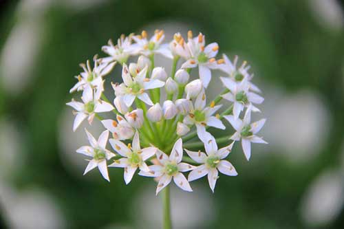 韭菜花新品种种植栽培及采收