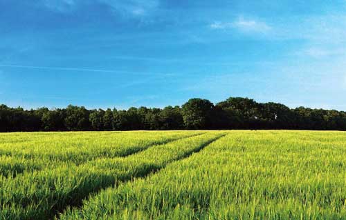 小麦种植_小麦增产技术_小麦施肥技巧