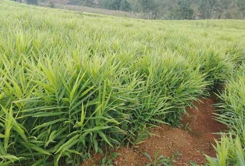 黄姜种植栽培的田间管理及收获加工技术
