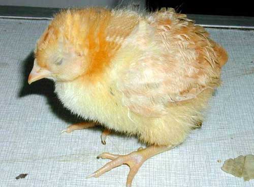 雏鸡养殖与防病：雏鸡白痢病的危害及防治措施