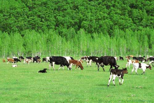 说说近年来畜牧养殖业存在的三点问题